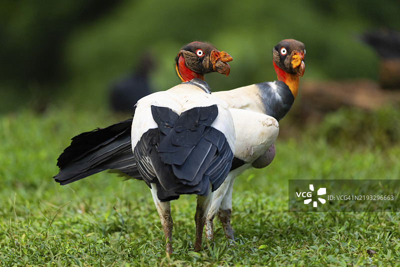 国王秃鹫（Sarcoramphus papa），公鸟，秃鹫（Aegypiinae），拉戈纳德拉戈托旅馆，阿拉胡埃拉，哥斯达黎加，中美洲图片素材