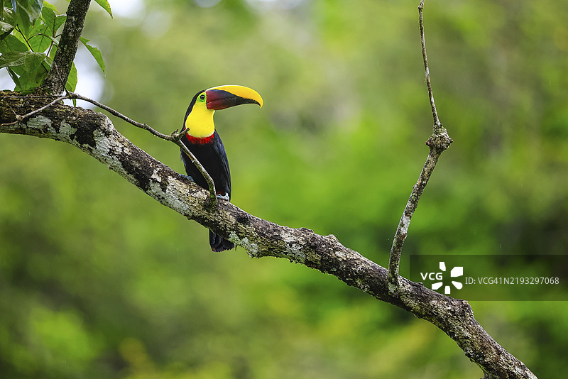 金喉巨嘴鸟(Ramphastos ambiguus),巨嘴鸟科(Ramphastidae),拉戈纳德拉戈托旅馆,阿拉胡埃拉,哥斯达黎加,中美洲图片素材
