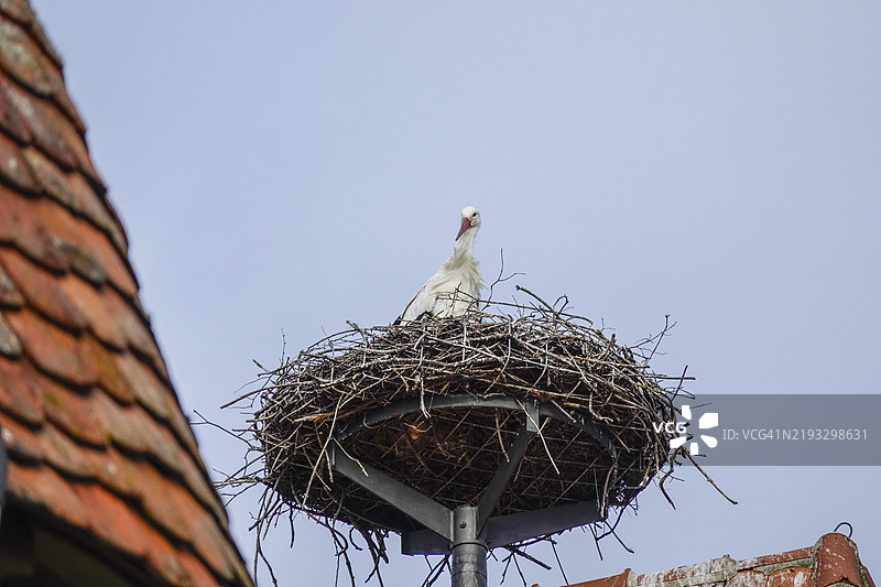 在德国巴伐利亚自由州安斯巴赫区罗滕堡的马克斯塔姆屋顶上繁殖的白鹳（Ciconia ciconia）图片素材