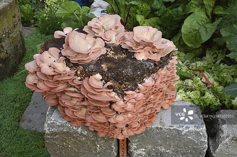 玫瑰侧耳，玫瑰侧耳蘑菇，粉色侧耳蘑菇，火烈鸟侧耳蘑菇（Pleurotus djamor），蘑菇种植图片素材