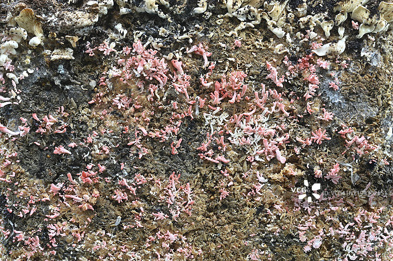 玫瑰侧耳，玫瑰侧耳蘑菇，粉色侧耳蘑菇，火烈鸟侧耳蘑菇（Pleurotus djamor），蘑菇种植图片素材