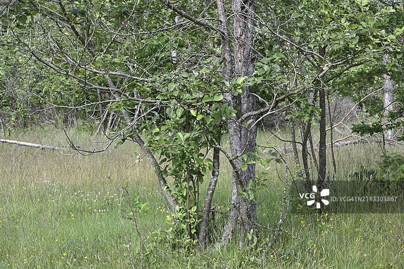 新生的山楂树（Sorbus aria）在因干旱而枯死的松树（Pinus sylvestris）旁边。图片素材