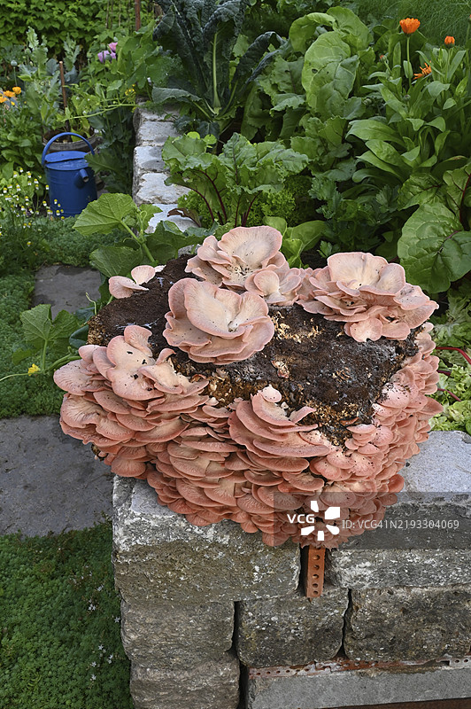 玫瑰侧耳，玫瑰侧耳蘑菇，粉色侧耳蘑菇，火烈鸟侧耳蘑菇（Pleurotus djamor），蘑菇种植图片素材