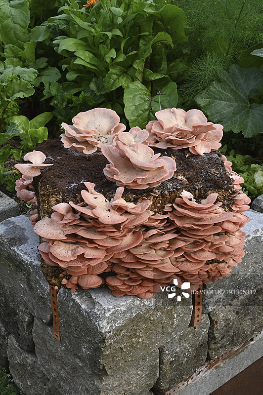 玫瑰侧耳，玫瑰侧耳蘑菇，粉色侧耳蘑菇，火烈鸟侧耳蘑菇（Pleurotus djamor），蘑菇种植图片素材