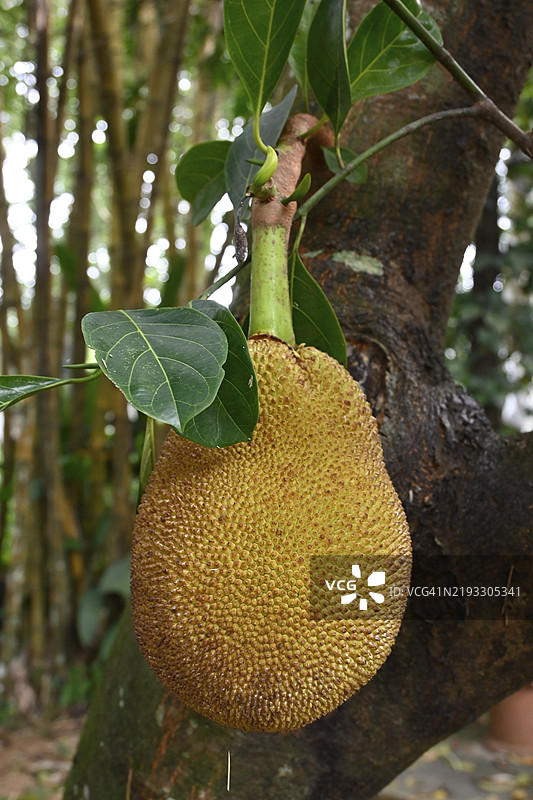 菠萝蜜树（Artocarpus heterophyllus），菠萝蜜，印度，喀拉拉邦，亚洲图片素材