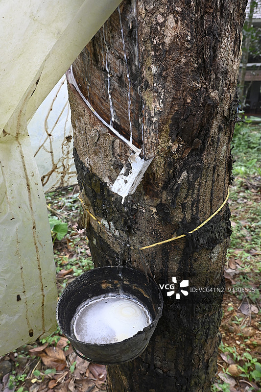 橡胶树，巴拉橡胶树（Hevea brasiliensis），采收，印度，喀拉拉邦，亚洲图片素材