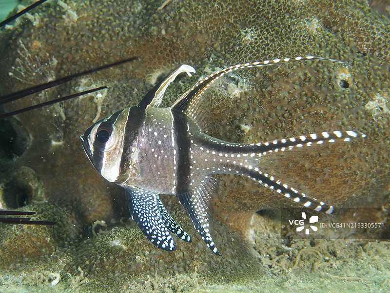 一条优雅鳍条纹巴厘卡迪纳尔鱼（Pterapogon kauderni）在印度尼西亚巴厘岛吉利马努克的秘密湾潜水点的珊瑚礁前游弋。图片素材
