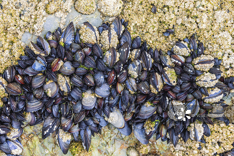 在法国布列塔尼克罗宗半岛的海滩上，低潮时附着在岩石上的贻贝和藤壶图片素材