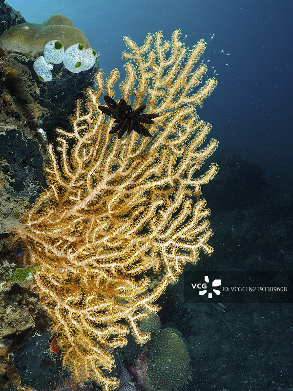 扇形黄色海扇(Echinogorgia)在黑暗的水下世界,潜水地点:巴厘岛,印尼,亚洲的Prapat,Penyapangan图片素材
