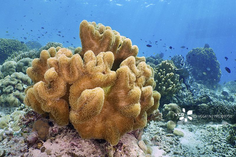 阳光明媚的水下天堂中的蘑菇皮珊瑚（Sarcophyton glaucum），潜水地点：珊瑚花园，门贾干，巴厘岛，印度尼西亚，亚洲图片素材