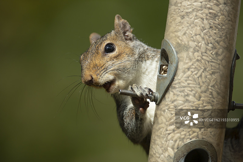 灰松鼠（Sciurus carolinensis）成年动物在花园鸟食器上享用向日葵种子，英格兰，英国，欧洲图片素材