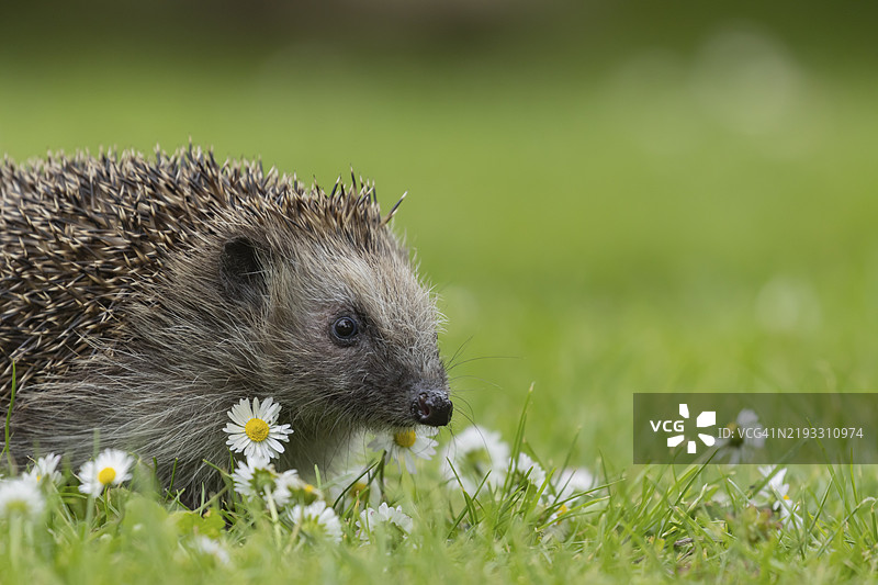 成年欧洲刺猬（Erinaceus europaeus）在夏季的英格兰花园草坪上与雏菊花共处图片素材