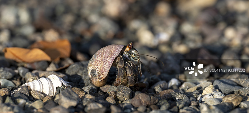太平洋寄居蟹（Coenobita compressus）在科尔科瓦多国家公园的砾石中，哥斯达黎加，奥萨半岛，普恩塔雷纳省，中美洲图片素材