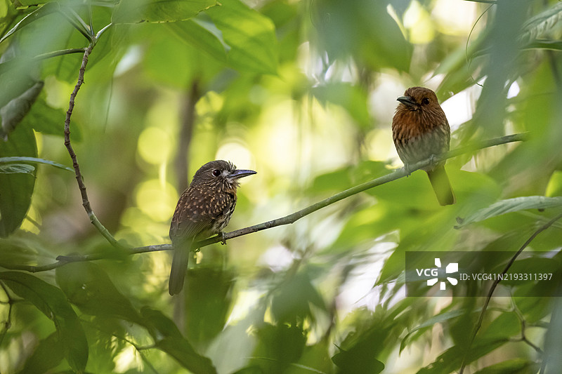 白尾泡鸟（Malacoptila panamensis），两只鸟栖息在密集雨林中的树枝上，科尔科瓦多国家公园，奥萨，普恩塔雷纳省，哥斯达黎加，中美洲图片素材