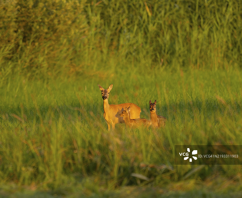 梅花鹿（Capreolus capreolus），母鹿与两只小鹿在草地上站立，温暖的晨光，野生动物，德国下萨克森，欧洲图片素材