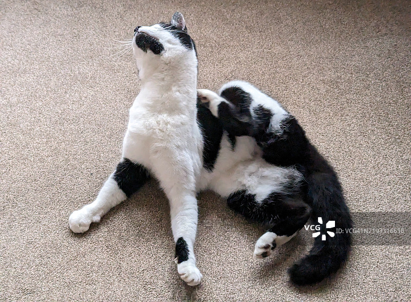 猫抓挠图片素材