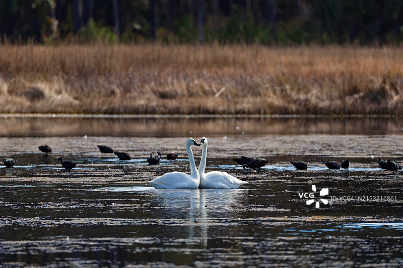 一对号角天鹅图片素材