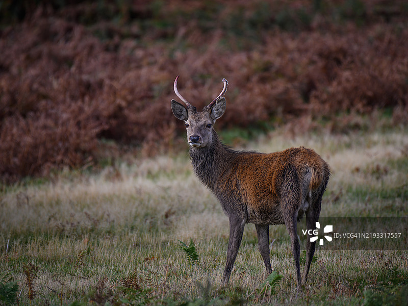 田野上站着的梅花鹿肖像，布拉德盖特公园，英国图片素材