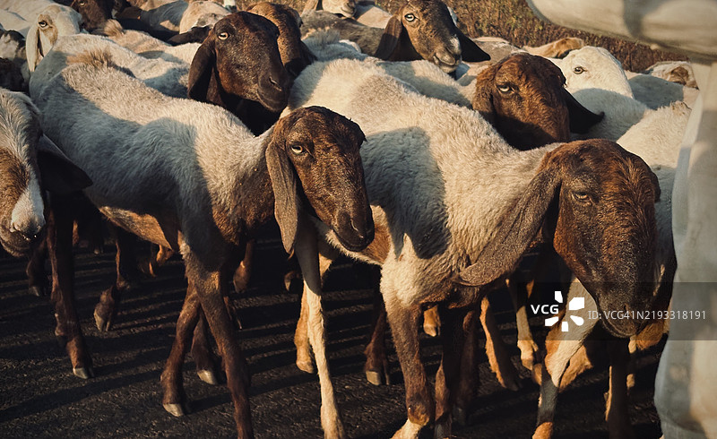 印度马哈拉施特拉邦纳西克的骆驼高角度视图图片素材