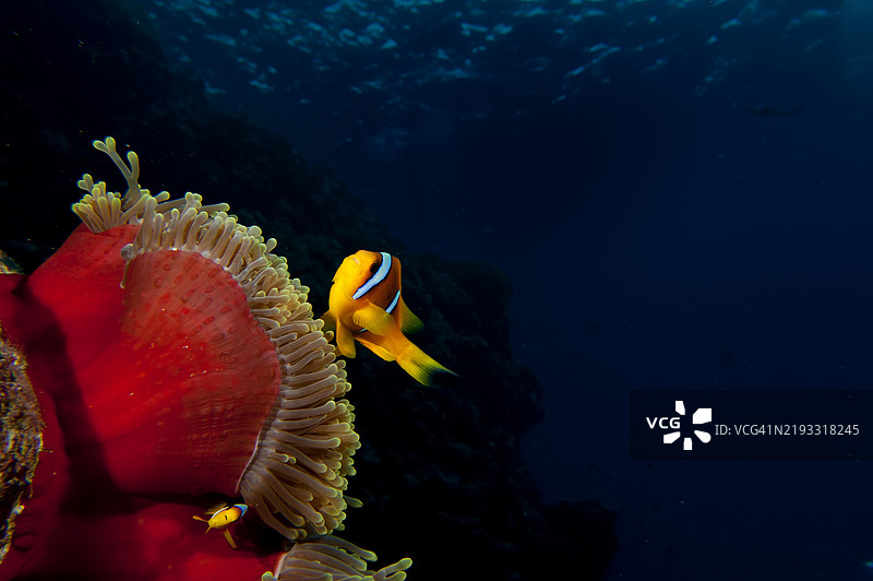 小丑鱼在红色海葵中图片素材