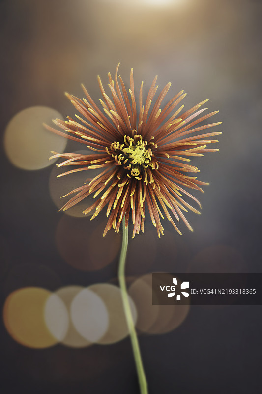 蒲公英花的特写， 美国， 美国图片素材