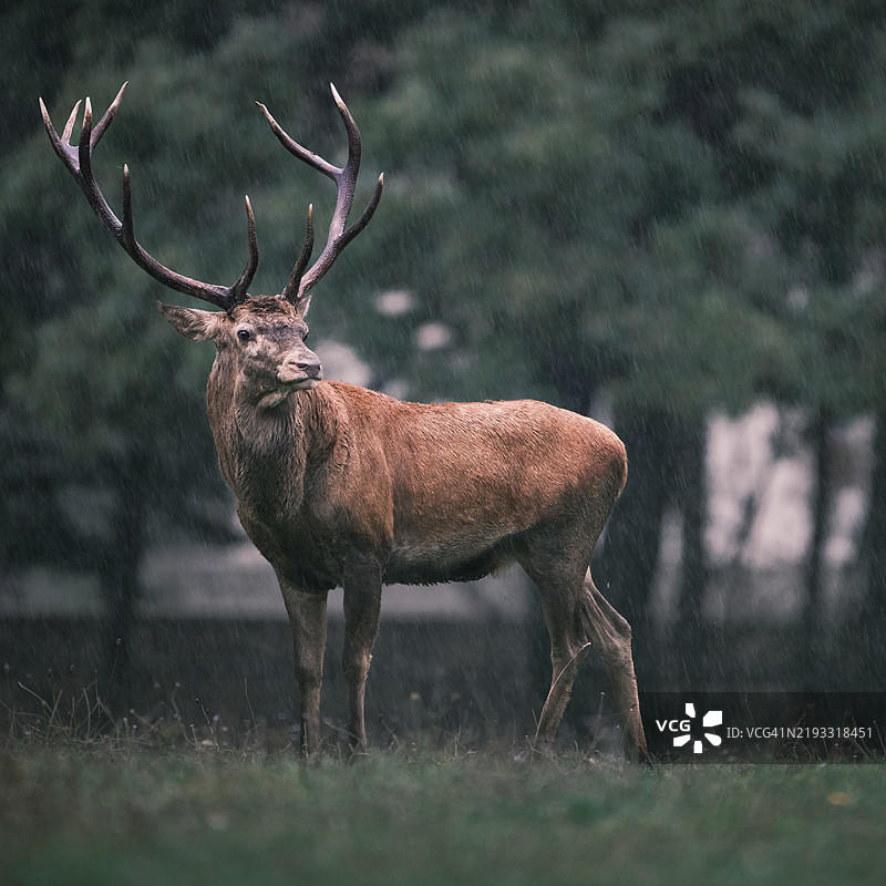 红鹿在田野上站立的肖像图片素材