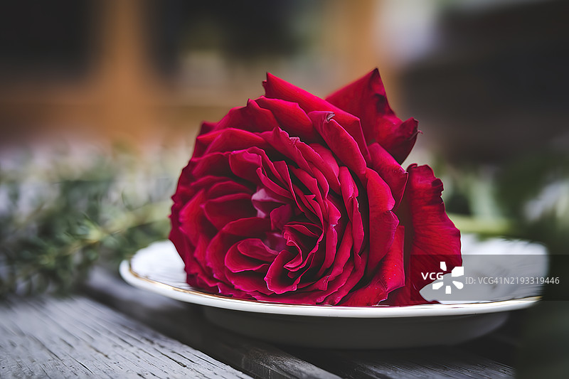 一朵鲜艳的红玫瑰静静地放在白色盘子上特写照片图片素材