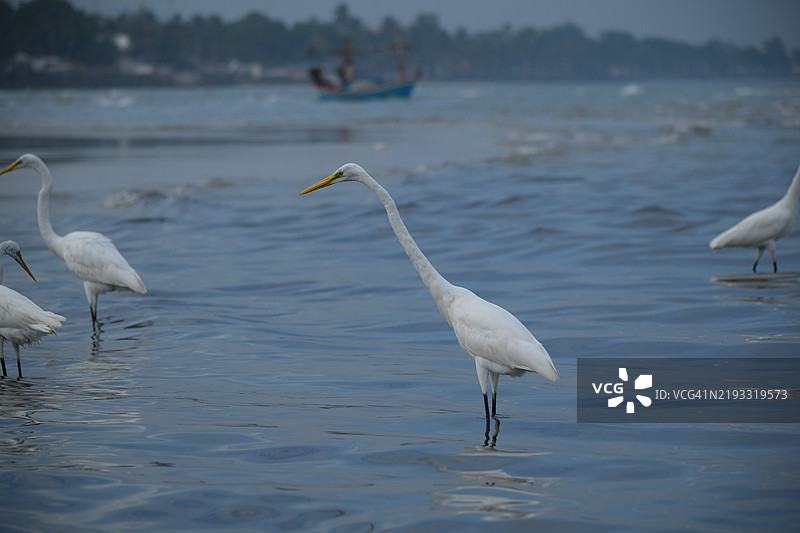 大白鹭在河口捕猎图片素材