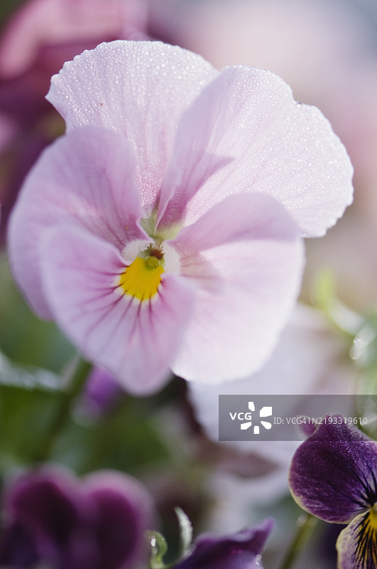 紫罗兰三色堇粉色阴影特写图片素材