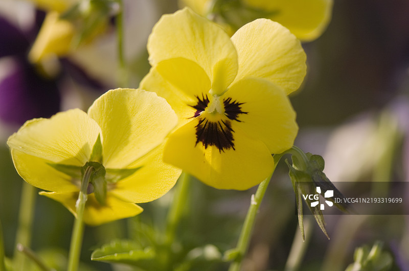 两朵黄色的三色堇花相对而立。黄色三色堇花潘多拉的孩子们图片素材
