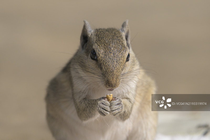 印度灰松鼠特写，正在吃食物图片素材