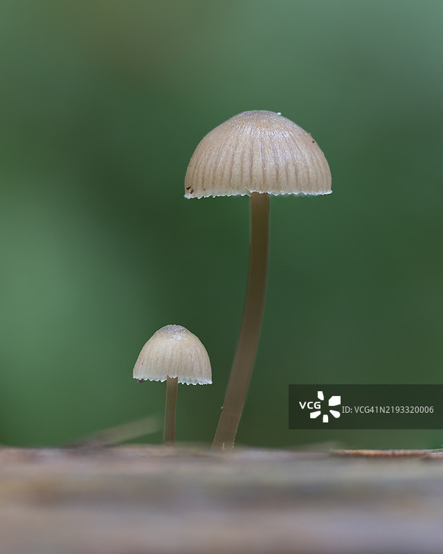 树干上生长的蘑菇特写图片素材