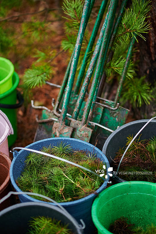盆栽植物的特写镜头图片素材