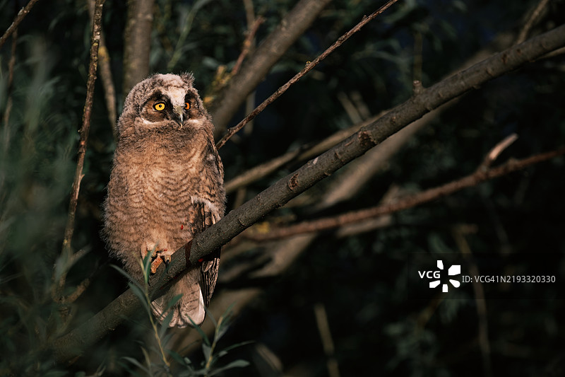 大角猫头鹰栖息在树枝上的特写镜头图片素材