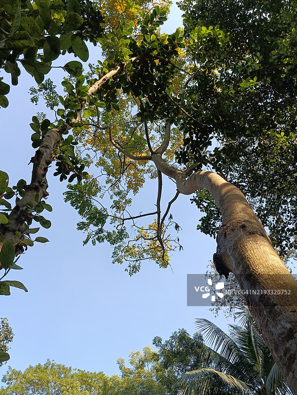 低角度视图的树木与天空相对照图片素材