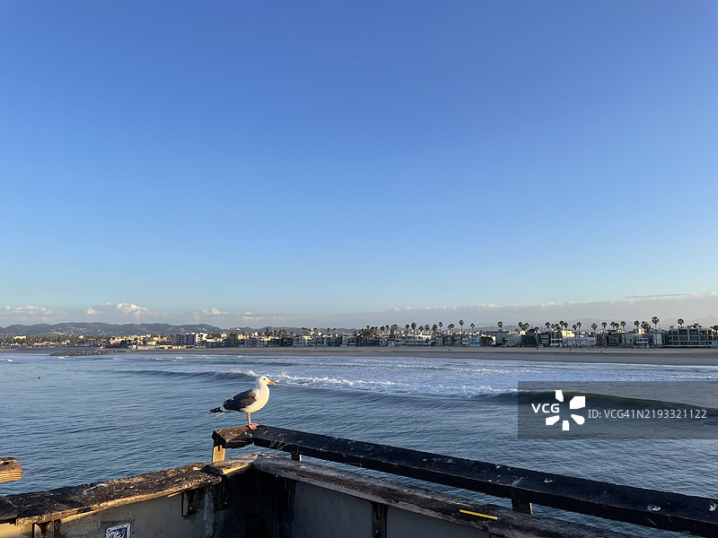 海边码头上的鸟，俯瞰着海洋、波浪和蓝天沙滩，洛杉矶，加利福尼亚州，美国图片素材