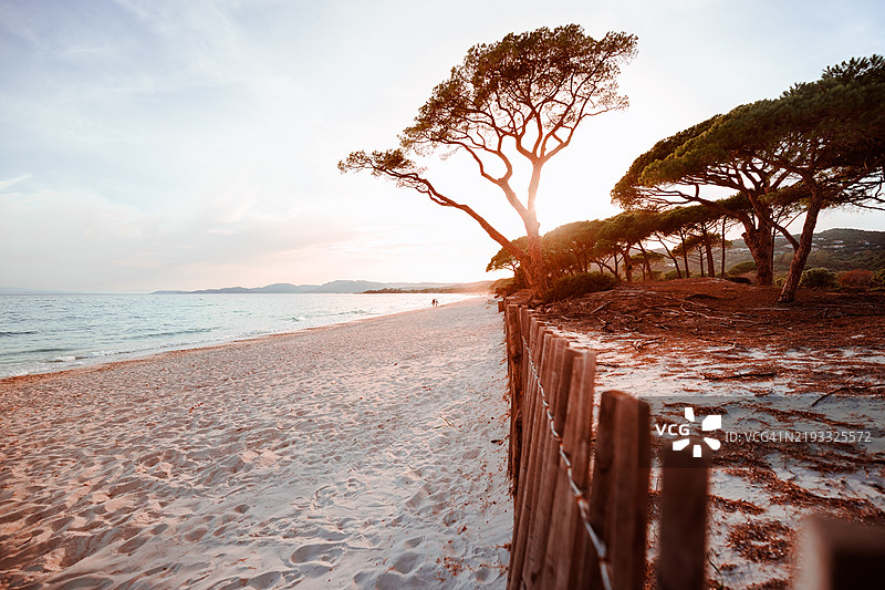 科西嘉岛法国波尔图-韦基奥附近的帕隆比贾海滩日落，松树和木栅栏相映成趣图片素材