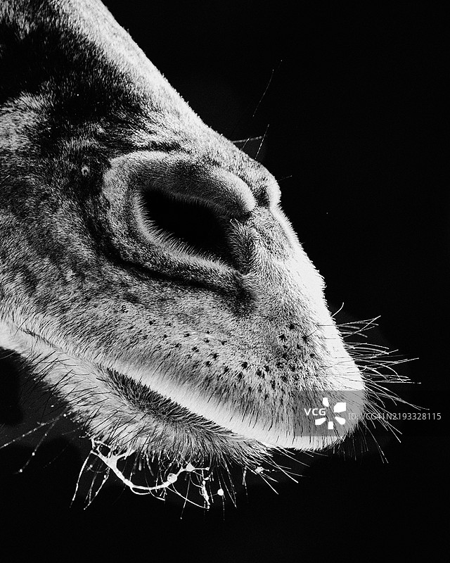 黑白色的长颈鹿嘴部特写图片素材