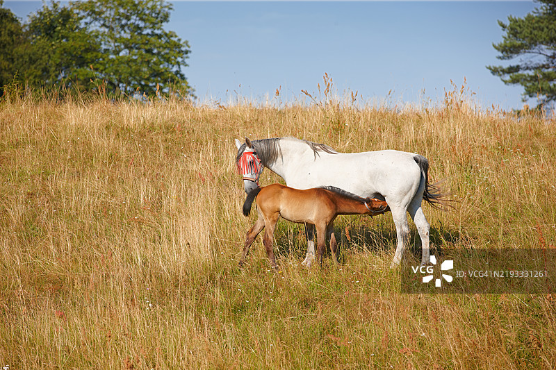 在西班牙马约卡的阳光明媚的草地上，一匹白马和它的小马驹正在吃草。图片素材