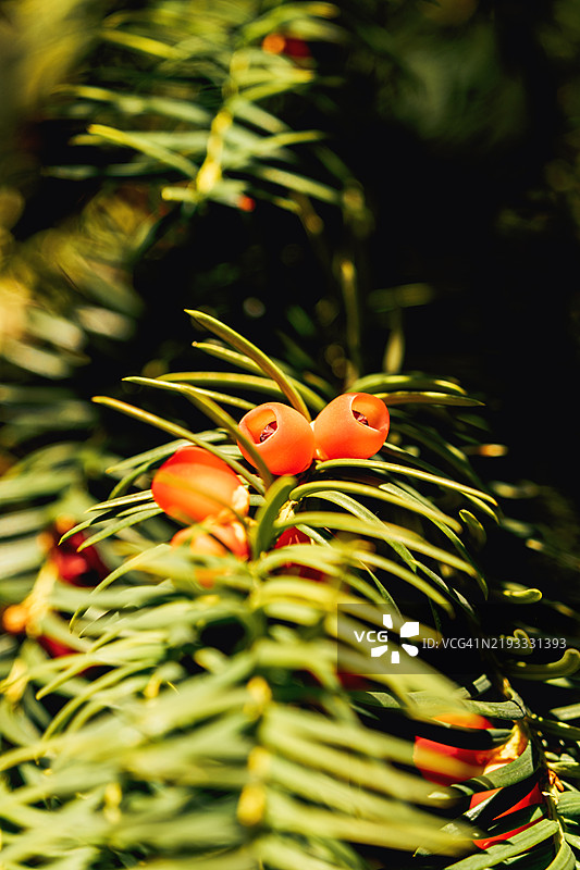 阳光下常青树枝上的红色浆果图片素材