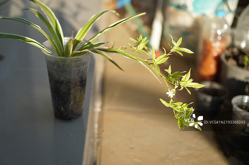 吊兰室内植物图片素材