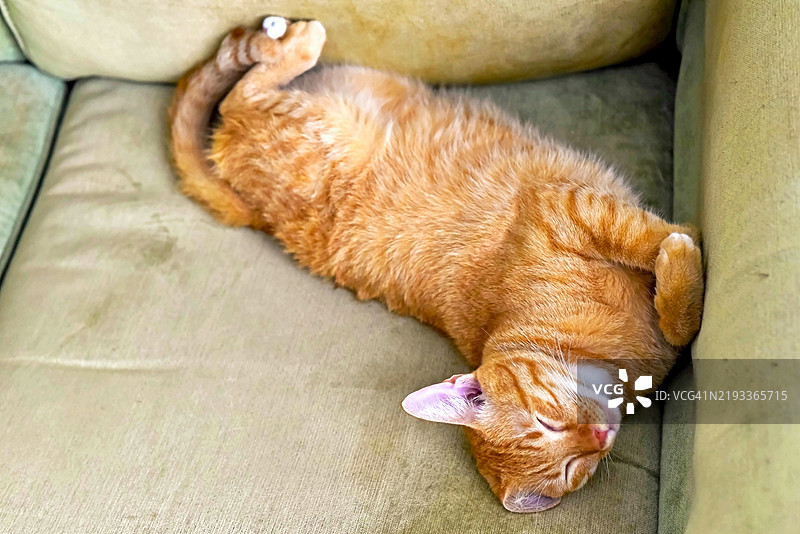 高角度视图的睡觉的姜黄色猫咪图片素材