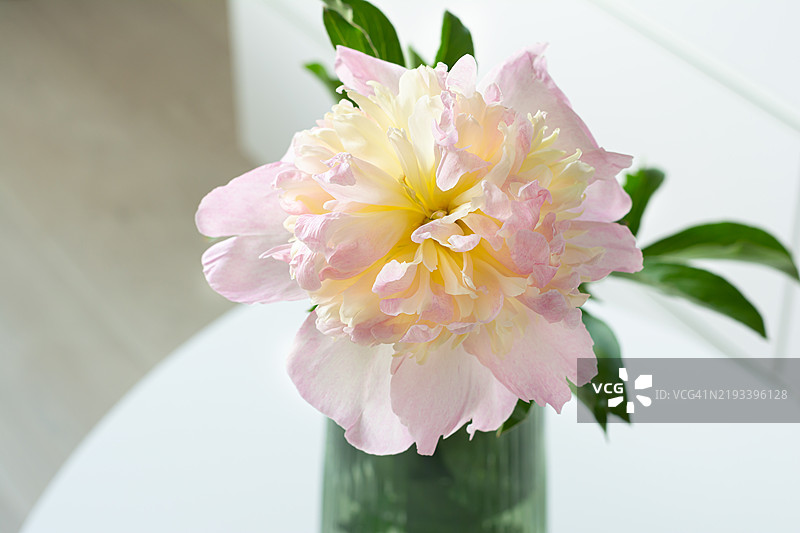 美丽的粉色牡丹在白色背景下的绿色玻璃花瓶中。室内花束，静物，高调摄影。图片素材