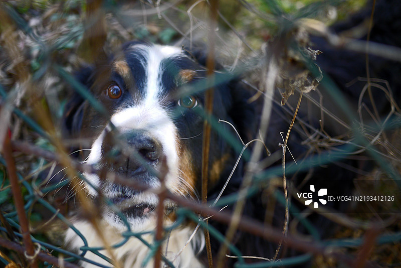 伯恩山犬透过铁丝网观察图片素材
