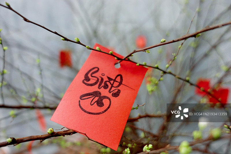 挂在鸽子兰花盆上的春节祝福横幅图片素材