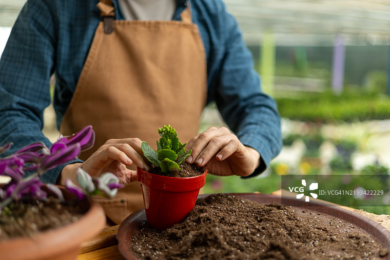 园丁在温室里为一株小绿植换盆图片素材