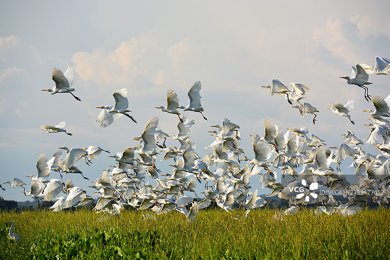 许多白鹭在哥伦比亚图片素材