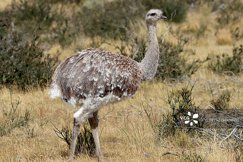 达尔文鸵鸟的特写镜头。图片素材