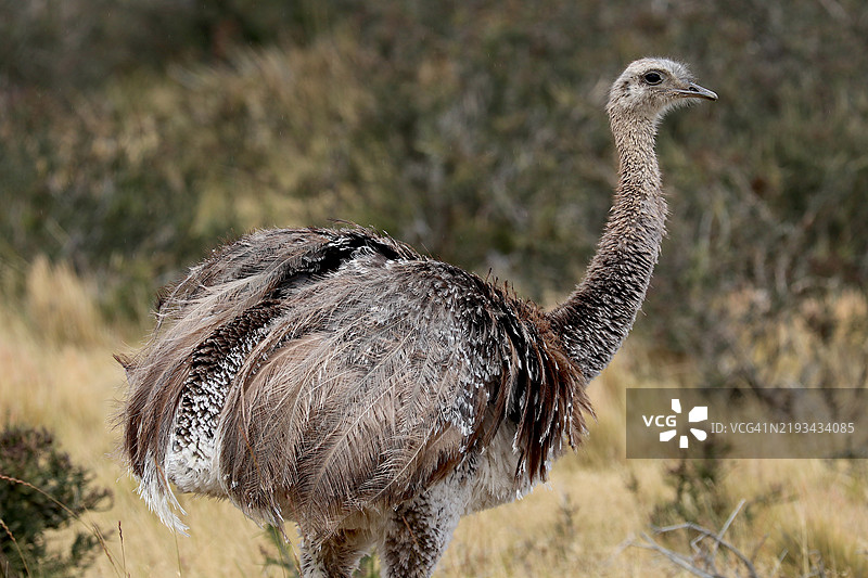 达尔文鸵鸟的头部和身体特写。图片素材