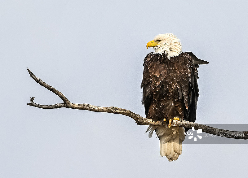 野生秃鹰栖息在美国中西部一根枯树枝上图片素材